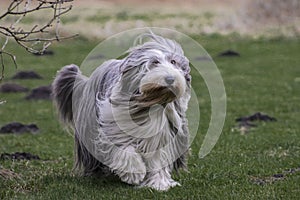 Bearded colly dog wandering in the park