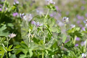 Bearded cranesbill