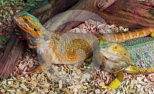 Bearded dargon lizard couple together, tropical reptile specie, popular terrarium pet in herpetoculture