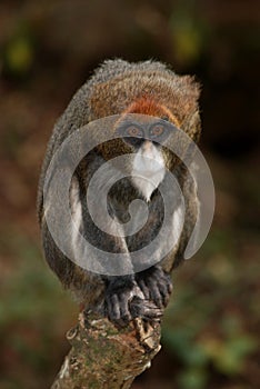 Bearded de Brazza's Monkey in Kitale, Kenya photo