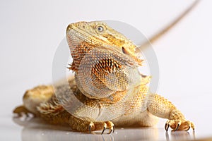 Bearded Dragon