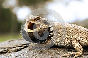 Bearded dragon