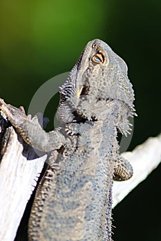 Bearded Dragon