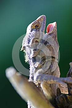 Bearded Dragon