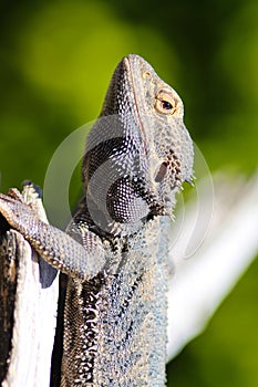 Bearded Dragon