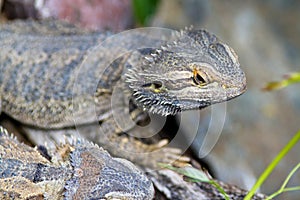 Bearded Dragon