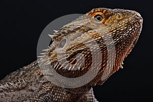 Bearded dragon