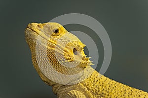 Bearded dragon