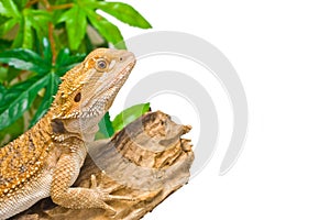 Bearded Dragon