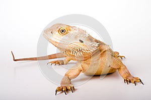 Bearded Dragon