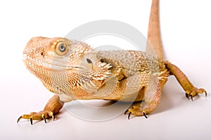 Bearded Dragon