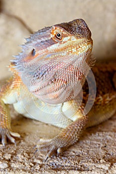 Bearded Dragon