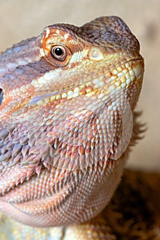 Bearded Dragon