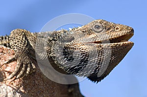 Bearded Dragon