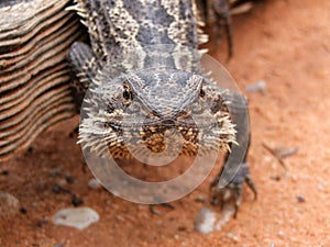 Bearded Dragon