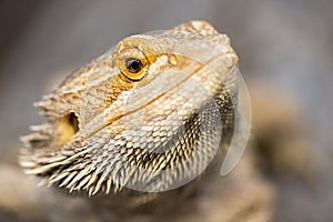 Bearded Dragon