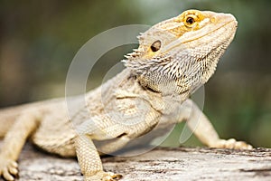 Bearded Dragon