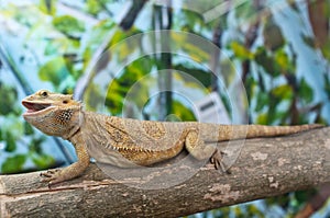 Bearded dragon photo