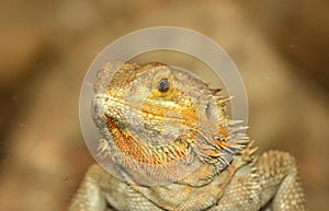 Bearded Dragon