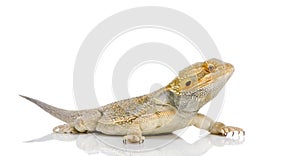 Bearded Dragon photo