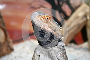 Bearded dragon