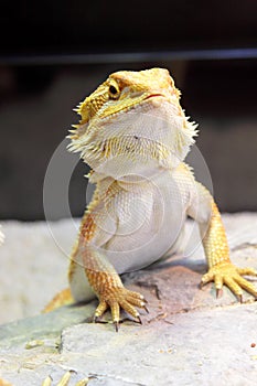 Bearded Dragon