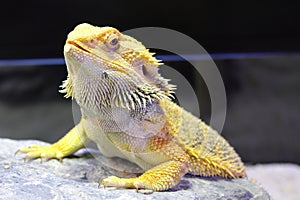 Bearded Dragon photo