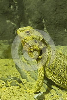 Bearded Dragon