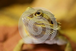 Bearded Dragon