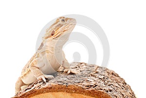 Bearded Dragon