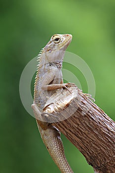 Bearded Dragon
