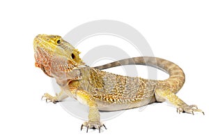 Bearded Dragon