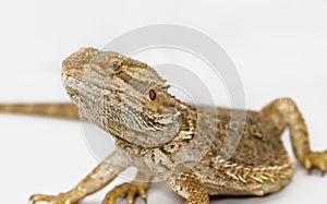 Bearded Dragon