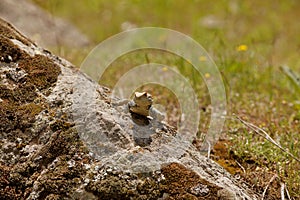 Bearded Dragon