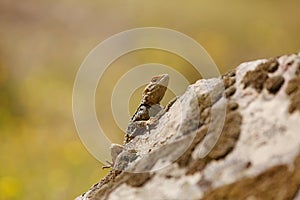 Bearded Dragon