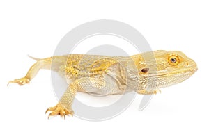 Bearded Dragon