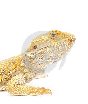 Bearded Dragon