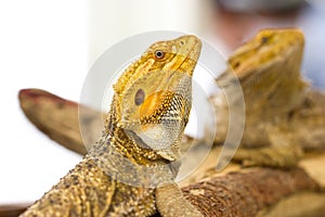 Bearded Dragon.