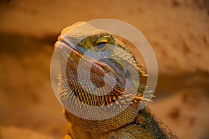 Bearded Dragon