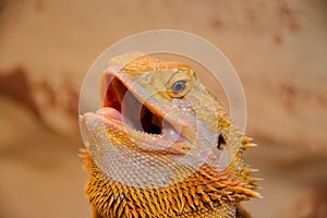 Bearded Dragon