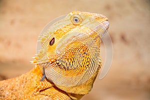 Bearded dragon