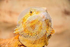 Bearded dragon