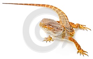 Bearded dragon