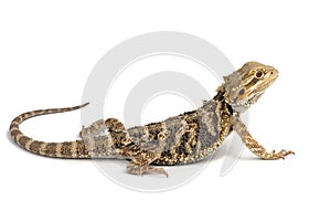 Bearded dragon