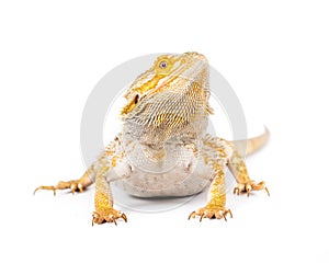 Bearded Dragon