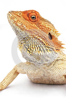 Bearded Dragon