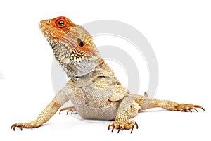 Bearded Dragon