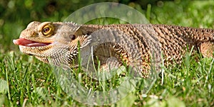 Bearded Dragon