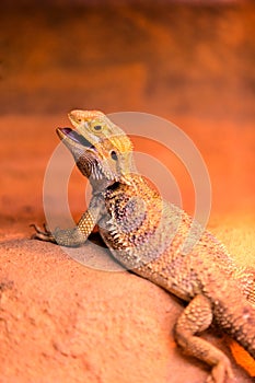 Bearded Dragon