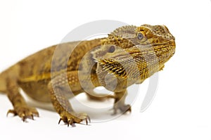 Bearded Dragon